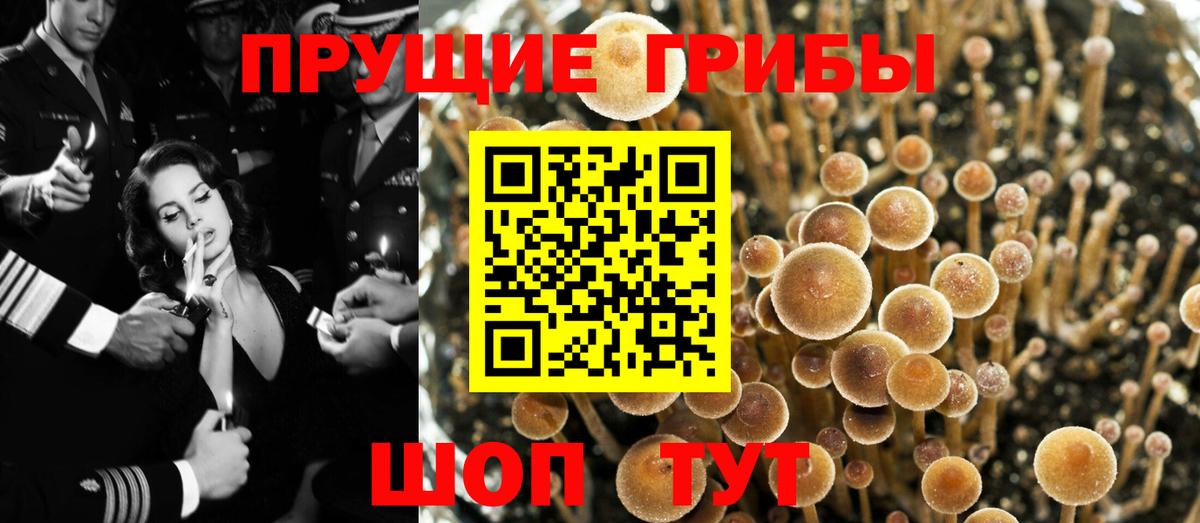 Галлюциногенные грибы Magic Shrooms Карачаевск